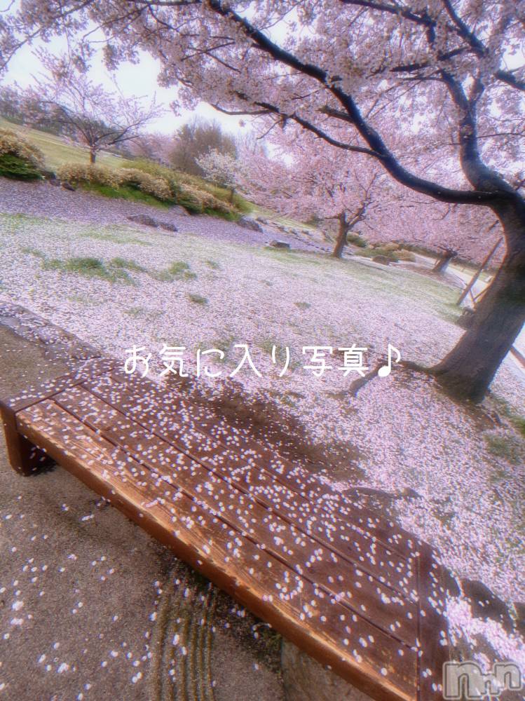 新潟人妻デリヘルLOVE AFFAIR～秘密のデート(ラブアフェア～ヒミツノデート) 美雪さん【♪♪♪】(34)の4月15日写メブログ「桜の絨毯…❀.*･ﾟ✿゜:。*」