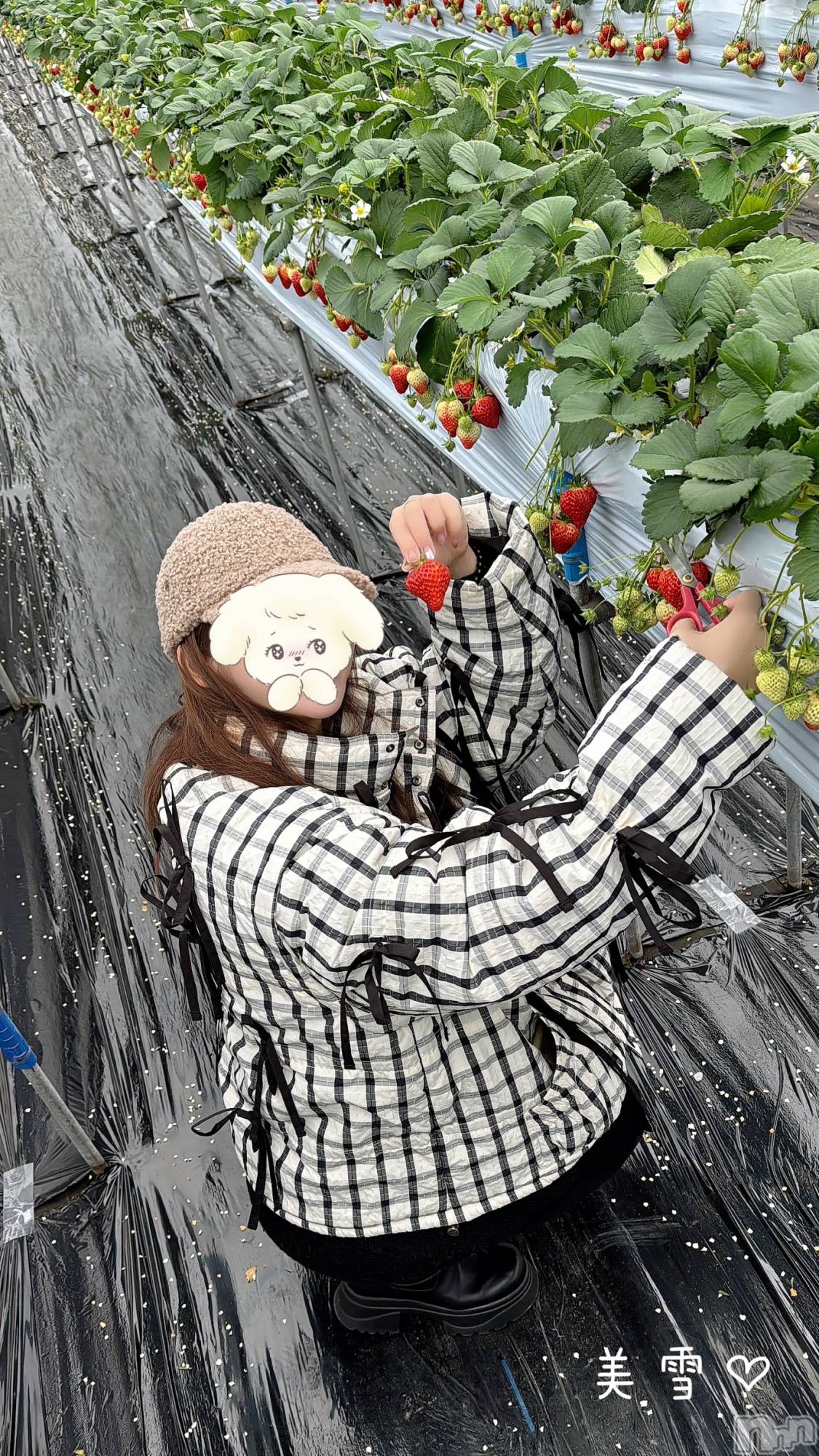 新潟人妻デリヘルLOVE AFFAIR～秘密のデート(ラブアフェア～ヒミツノデート)美雪さん【♪♪♪】(35)の2025年3月3日写メブログ「2月はリピさまと苺狩りデート行きました🥰🍓🍓」