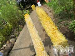 新潟デリヘルLOVE AFFAIR～秘密のデート(ラブアフェア～ヒミツノデート) 美雪さん【♪♪♪】(35)の8月16日写メブログ「とうもろこしの食べ方の違い🌽」