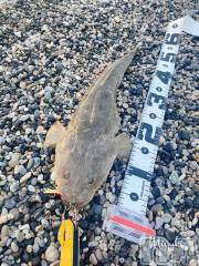 新潟デリヘルLOVE AFFAIR～秘密のデート(ラブアフェア～ヒミツノデート) 美雪さん【♪♪♪】(35)の8月20日写メブログ「冬のトラフグ、夏のマゴチ…！！」