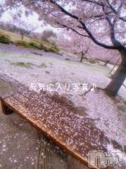 新潟デリヘルLOVE AFFAIR～秘密のデート(ラブアフェア～ヒミツノデート) 美雪さん【♪♪♪】(35)の4月15日写メブログ「桜の絨毯…❀.*･ﾟ✿゜:。*」