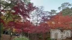 新潟デリヘルLOVE AFFAIR～秘密のデート(ラブアフェア～ヒミツノデート) 美雪さん【♪♪♪】(35)の11月14日動画「佐藤食肉でお得に…🐖🐖🐖」