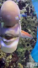 新潟デリヘルLOVE AFFAIR～秘密のデート(ラブアフェア～ヒミツノデート) 美雪さん【♪♪♪】(35)の2月3日動画「このコブダイさん🐟‪˜˷」