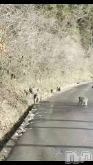 新潟デリヘルLOVE AFFAIR～秘密のデート(ラブアフェア～ヒミツノデート) 美雪さん【♪♪♪】(35)の3月6日動画「この前、福島の帰りに出会ったお猿さん達🐵」