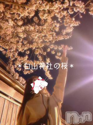 新潟人妻デリヘル LOVE AFFAIR～秘密のデート(ラブアフェア～ヒミツノデート) 美雪さん【♪♪♪】(35)の4月9日写メブログ「今年初めて桜見たよ～‎(◍˃ ᵕ ˂◍)♡𓈒 𓏸𓈒𓂂𓂃♡」