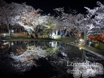 新潟デリヘル LOVE AFFAIR～秘密のデート(ラブアフェア～ヒミツノデート) 美雪さん【♪♪♪】(35)の写メブログ「夜桜もいいですねぇ～🌸☺️」