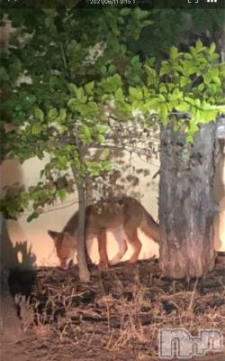 新潟デリヘル LOVE AFFAIR～秘密のデート(ラブアフェア～ヒミツノデート) 美雪さん【♪♪♪】(35)の6月11日写メブログ「鳥屋野潟は動物園🌳🐶🐱🐹🐭🐰🐯🐨🐻🐼🦊🦁🐮🐷🐽🐸🐒🐔🐦🐧🐤🐣🐥🦆🦅🦉🦇」