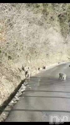 この前、福島の帰りに出会ったお猿さん達🐵