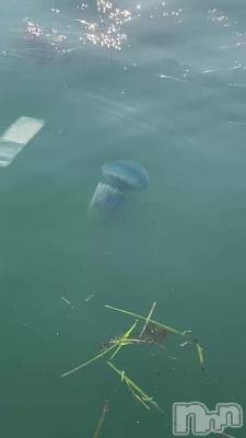 新潟デリヘル LOVE AFFAIR～秘密のデート(ラブアフェア～ヒミツノデート) 美雪さん【♪♪♪】(35)の9月23日動画「大きなクラゲ発見（:]ミ」