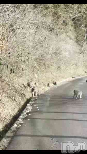 美雪さん【♪♪♪】の動画 この前、福島の帰りに出会ったお猿さん達🐵