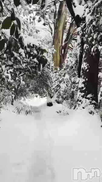 美雪さん【♪♪♪】の動画 神秘的な・・・⛩🌲