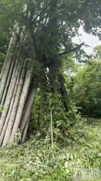 あの川に、熊が出たらしい