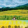 新潟人妻デリヘル LOVE AFFAIR～秘密のデート(ラブアフェア～ヒミツノデート) 美雪さん【♪♪♪】(35)の8月15日写メブログ「向日葵はたけ🌻♪¨̮⑅*⋆｡˚✩.*･ﾟ🌻」