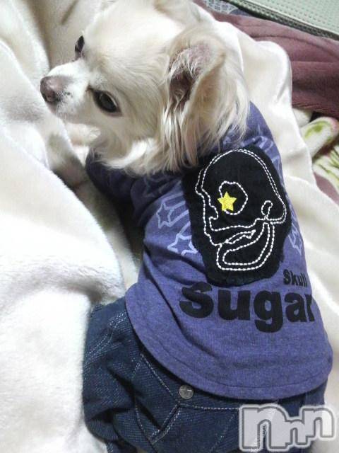 ĮӥSugar(奬) ĮŹåդ129̥֥sugarTġ