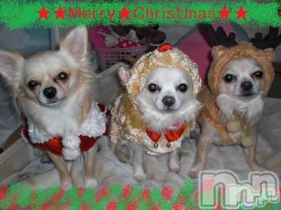 ĮӥSugar(奬) ĮŹåդ1224̥֥MerryChristmas