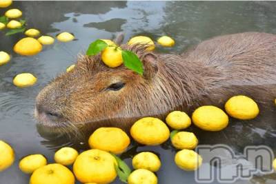 上田発デリヘル 人妻華道 上田店(ヒトヅマハナミチウエダテン) かおり(35)の12月22日写メブログ「冬至」