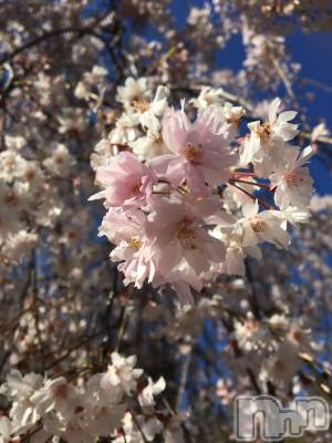 上田発デリヘル 人妻華道 上田店(ヒトヅマハナミチウエダテン) かおり(35)の4月12日写メブログ「お花見しました？」