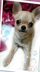 三条デリヘル(ブルームーン)の2017年3月19日お店速報「本日ご予約完売感謝申し上げます」