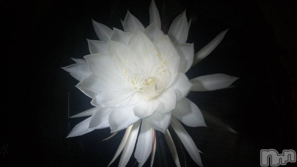 三条デリヘル(ブルームーン)の2019年9月13日お店速報「僕のブログ」