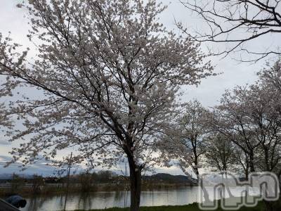 上越デリヘル らぶ妻　～新潟の人妻が集う店～(ラブツマ) 立花なお★小柄M女(49)の4月20日写メブログ「前回の帰り道の桜です🌸」