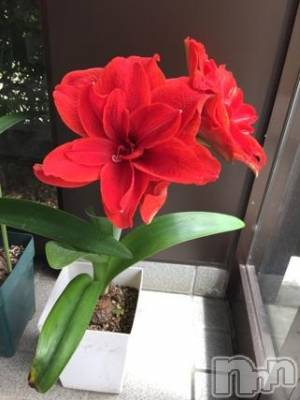 上越デリヘル らぶ妻　～新潟の人妻が集う店～(ラブツマ) 【お得妻】姫野あけみ★Mエロ(58)の6月13日写メブログ「ゆとりはないとね」