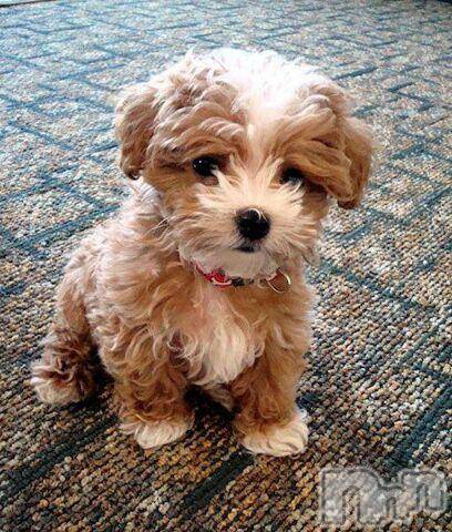 上越デリヘル上越風俗出張アロママッサージ(ジョウエツフウゾクシュッチョウアロママッサージ) ゆずき☆(37)の10月1日写メブログ「ありがとうございました！」