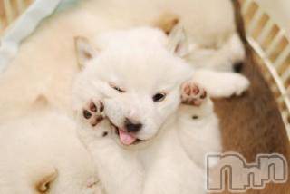 上越デリヘル上越風俗出張アロママッサージ(ジョウエツフウゾクシュッチョウアロママッサージ) ゆずき☆(37)の5月12日写メブログ「ありがとうございました」