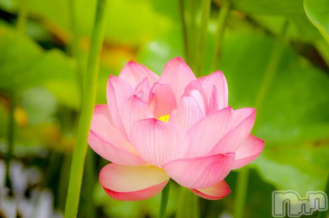 上越デリヘル上越風俗出張アロママッサージ(ジョウエツフウゾクシュッチョウアロママッサージ) ゆずき☆(37)の9月29日写メブログ「ありがとうございました♡」