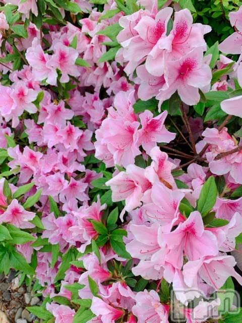 上越デリヘル上越風俗出張アロママッサージ(ジョウエツフウゾクシュッチョウアロママッサージ) ゆずき☆(37)の5月15日写メブログ「本日も♡」