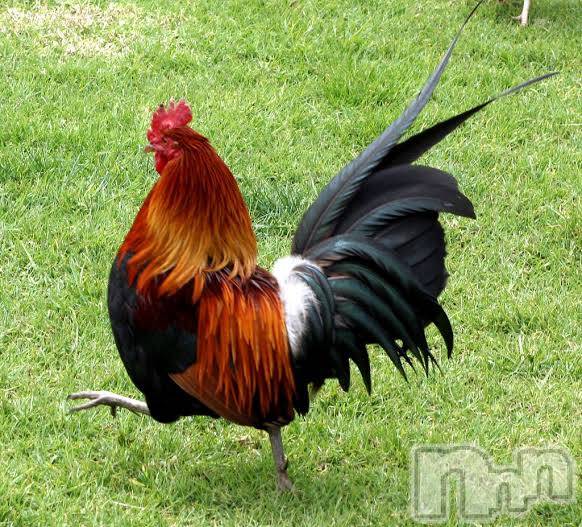 上越デリヘル上越風俗出張アロママッサージ(ジョウエツフウゾクシュッチョウアロママッサージ) ゆずき☆(37)の1月5日写メブログ「ありがとうございました♡」