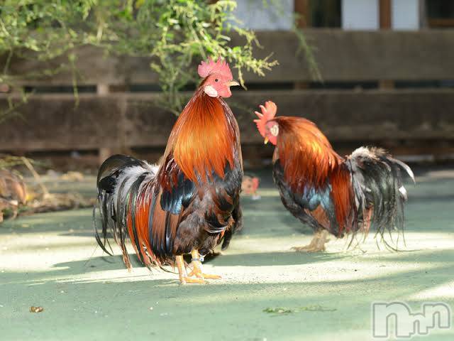 上越デリヘル上越風俗出張アロママッサージ(ジョウエツフウゾクシュッチョウアロママッサージ) ゆずき☆(37)の1月8日写メブログ「ありがとうございました♡」