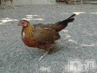 上越デリヘル上越風俗出張アロママッサージ(ジョウエツフウゾクシュッチョウアロママッサージ) ゆずき☆(37)の1月16日写メブログ「ありがとうございました♡」