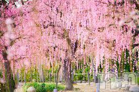 上越デリヘル上越風俗出張アロママッサージ(ジョウエツフウゾクシュッチョウアロママッサージ) ゆずき☆(37)の3月21日写メブログ「ありがとうございました^_^」