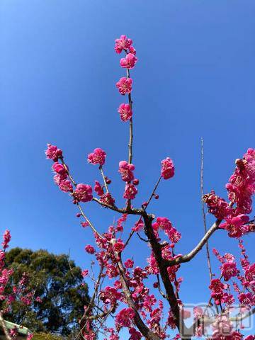 上越デリヘル上越風俗出張アロママッサージ(ジョウエツフウゾクシュッチョウアロママッサージ) ゆずき☆(37)の3月21日写メブログ「ありがとうございました^_^」