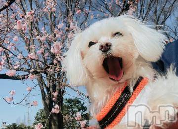 上越デリヘル上越風俗出張アロママッサージ(ジョウエツフウゾクシュッチョウアロママッサージ) ゆずき☆(37)の3月29日写メブログ「新人さんが入ります^ - ^」