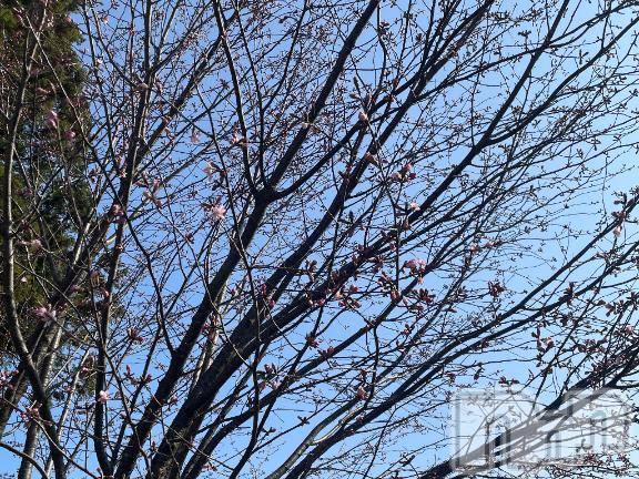 上越デリヘル上越風俗出張アロママッサージ(ジョウエツフウゾクシュッチョウアロママッサージ) ゆずき☆(37)の4月5日写メブログ「桜」