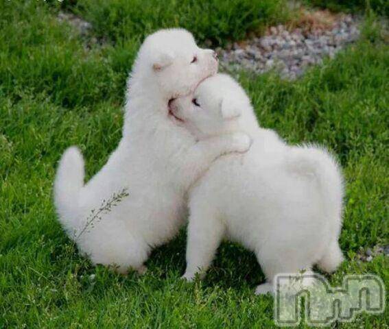 上越デリヘル上越風俗出張アロママッサージ(ジョウエツフウゾクシュッチョウアロママッサージ)ゆずき☆(37)の2015年9月10日写メブログ「ありがとうございました！」