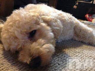 上越デリヘル上越風俗出張アロママッサージ(ジョウエツフウゾクシュッチョウアロママッサージ)ゆずき☆(37)の2015年11月28日写メブログ「ありがとうございました」