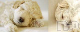 上越デリヘル上越風俗出張アロママッサージ(ジョウエツフウゾクシュッチョウアロママッサージ)ゆずき☆(37)の2015年12月30日写メブログ「ありがとうございました」