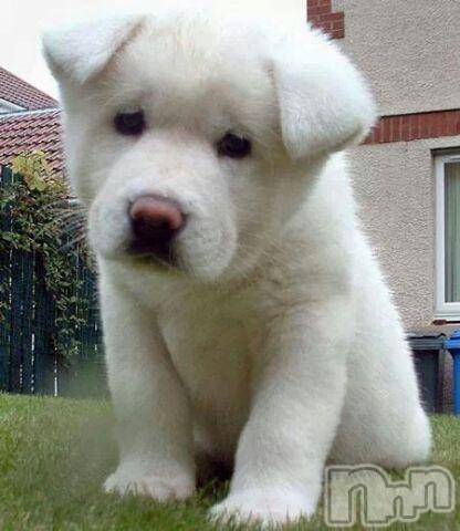 上越デリヘル上越風俗出張アロママッサージ(ジョウエツフウゾクシュッチョウアロママッサージ)ゆずき☆(37)の2016年3月28日写メブログ「ありがとうございました」