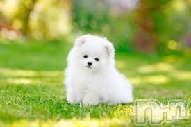 上越デリヘル上越風俗出張アロママッサージ(ジョウエツフウゾクシュッチョウアロママッサージ)ゆずき☆(37)の2017年10月6日写メブログ「ありがとうございました♡」