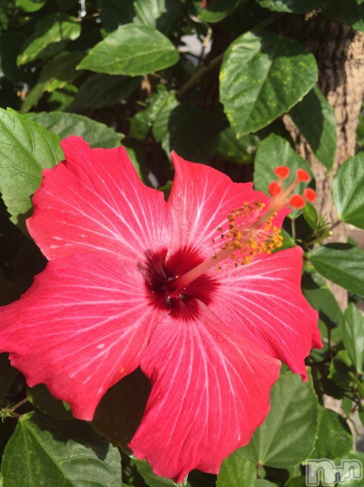 上越デリヘル上越風俗出張アロママッサージ(ジョウエツフウゾクシュッチョウアロママッサージ)ゆずき☆(37)の2017年10月9日写メブログ「ありがとうございました♡」