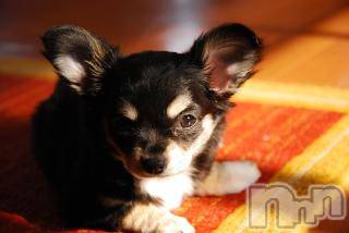 上越デリヘル上越風俗出張アロママッサージ(ジョウエツフウゾクシュッチョウアロママッサージ)ゆずき☆(37)の2017年10月9日写メブログ「ありがとうございましたと」