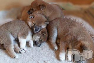 上越デリヘル上越風俗出張アロママッサージ(ジョウエツフウゾクシュッチョウアロママッサージ)ゆずき☆(37)の2017年10月12日写メブログ「ありがとうございました♡」