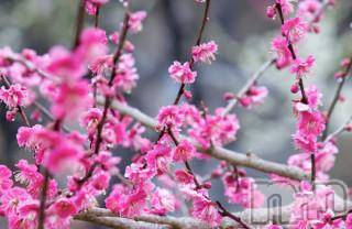 上越デリヘル上越風俗出張アロママッサージ(ジョウエツフウゾクシュッチョウアロママッサージ)ゆずき☆(37)の2018年2月10日写メブログ「ありがとうございました♡」