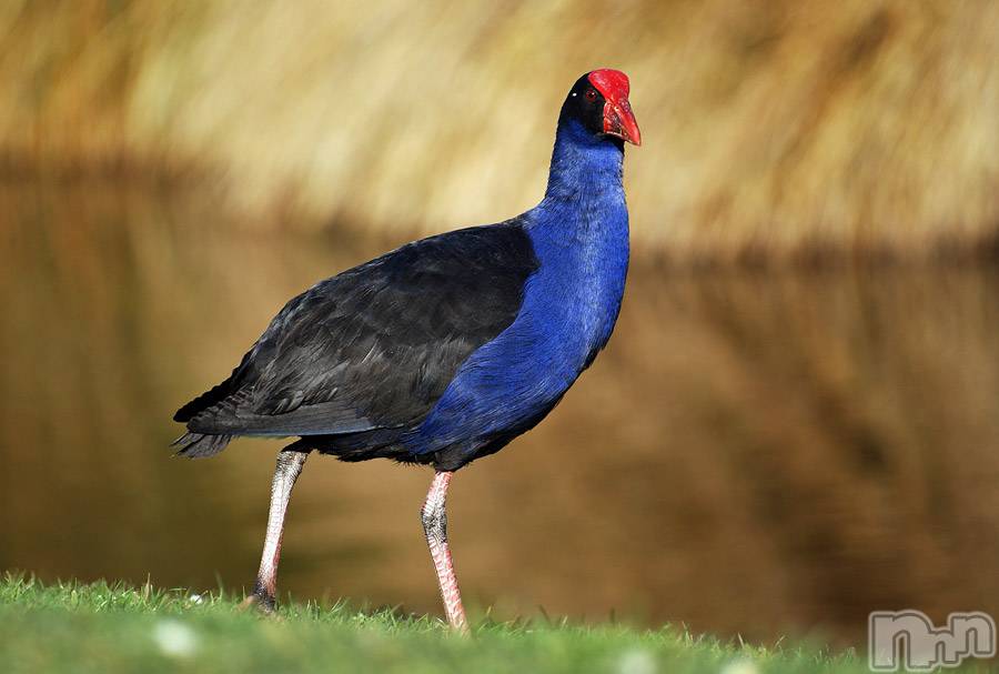 上越デリヘル上越風俗出張アロママッサージ(ジョウエツフウゾクシュッチョウアロママッサージ)ゆずき☆(37)の2019年9月13日写メブログ「ありがとうございました♡」