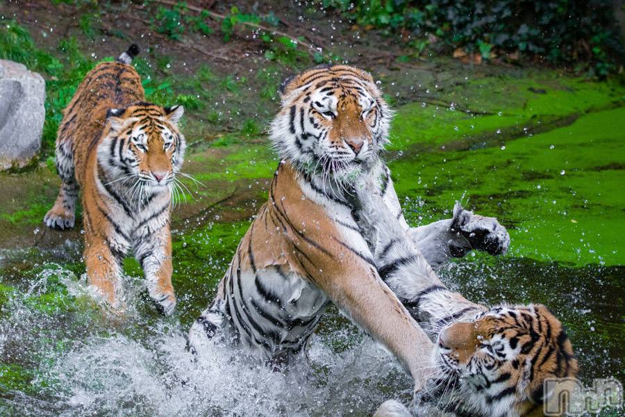 上越デリヘル上越風俗出張アロママッサージ(ジョウエツフウゾクシュッチョウアロママッサージ)ゆずき☆(37)の2019年9月16日写メブログ「ありがとうございました♡」