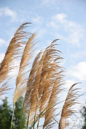 上越デリヘル上越風俗出張アロママッサージ(ジョウエツフウゾクシュッチョウアロママッサージ)ゆずき☆(37)の2019年10月22日写メブログ「ありがとうございました♡」