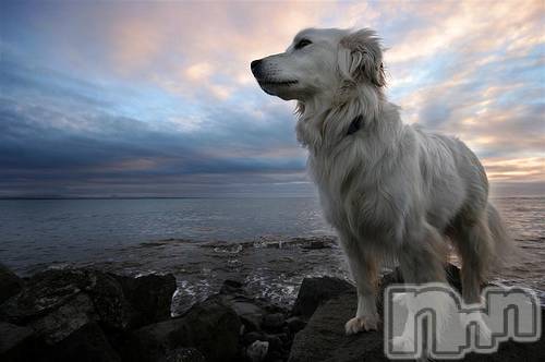 上越デリヘル上越風俗出張アロママッサージ(ジョウエツフウゾクシュッチョウアロママッサージ)ゆずき☆(37)の2020年10月24日写メブログ「ありがとうございました♡」