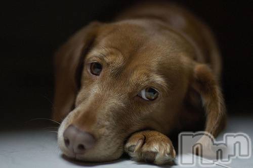 上越デリヘル上越風俗出張アロママッサージ(ジョウエツフウゾクシュッチョウアロママッサージ)ゆずき☆(37)の2020年12月22日写メブログ「ありがとうございました♡」